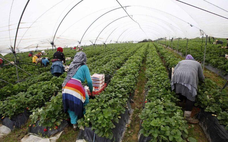 Moroccan Farmworkers in Spain Face COVID-19 Risks Amid Harvest Season