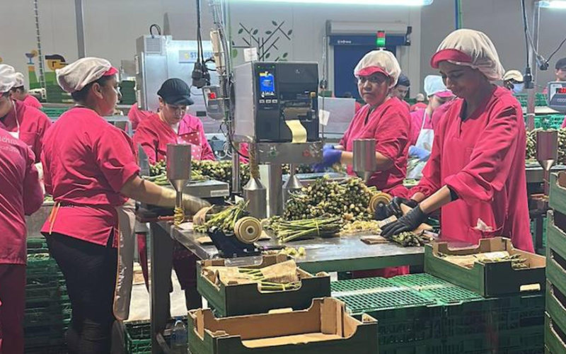 Moroccan Farmworkers Vanish from Spanish Asparagus Fields in Labor Experiment