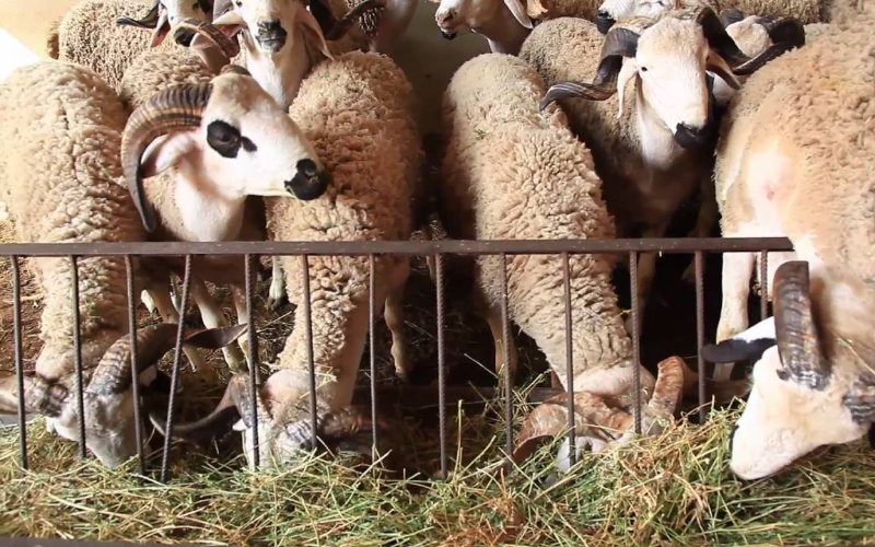 Moroccan Federation Debunks Rumors: Imported Eid Al-Adha Sheep Cost 2,850 Dirhams, Not 700