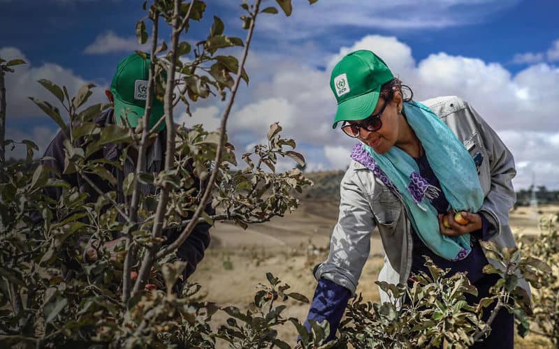 Moroccan Fertilizer Giant OCP Unveils $11.7 Billion Green Investment Plan