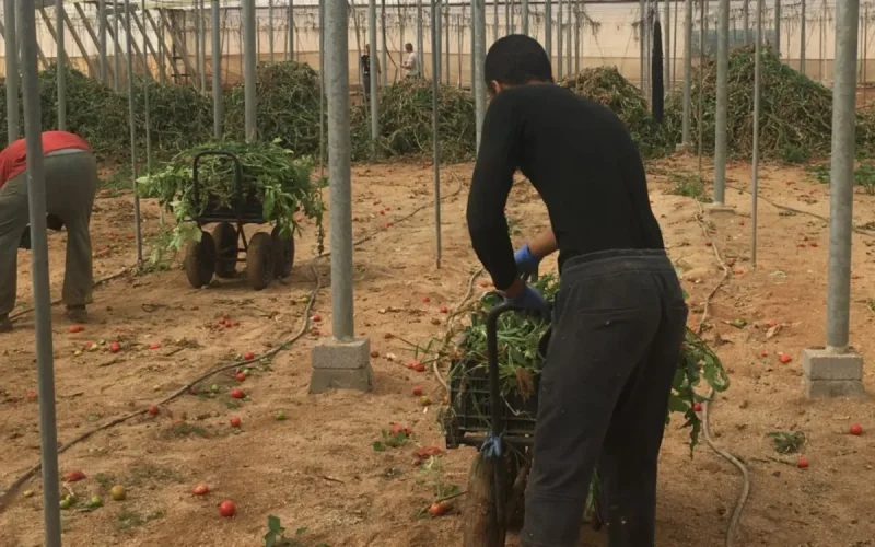 In Moroccan Fields, Sub-Saharan Migrants Become Indispensable