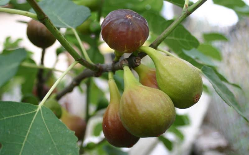 Moroccan Figs Take Center Stage at 25th Annual Festival in French Village