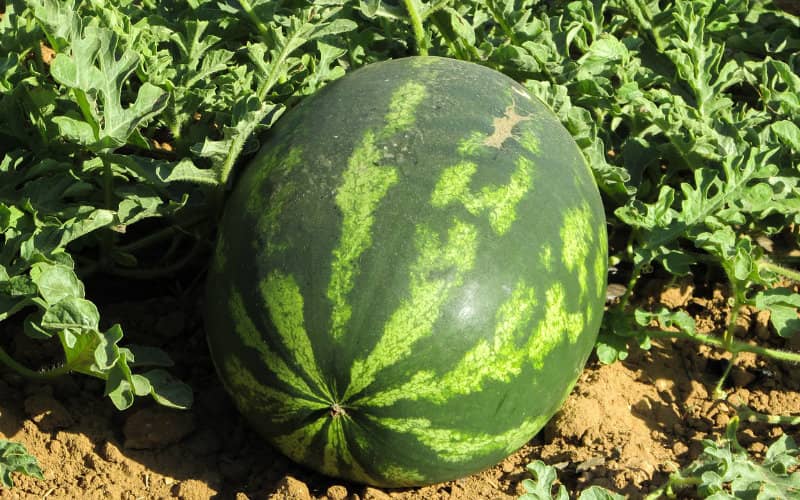 Moroccan Group Warns of Watermelon Farming's Toll on Water Resources