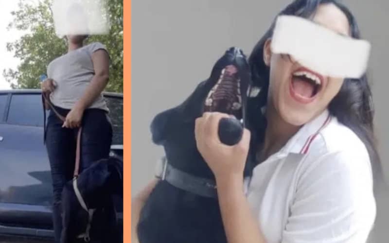 Moroccan Lawyer to Sue Woman Who Incited Dog to Kill Kitten in Viral Video