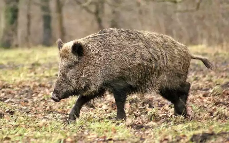 Moroccan Man Dies After Wild Boar Collision on Motorcycle in Taroudant Province