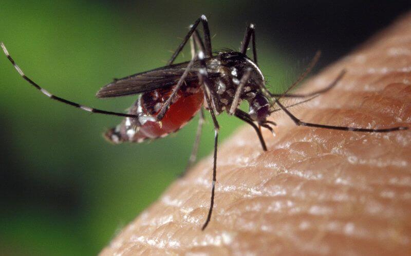 Moroccan Man Dies from Mosquito-Borne Illness Contracted in Ivory Coast