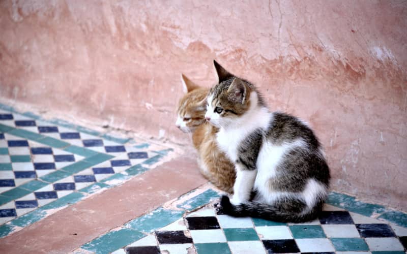 Moroccan Man Faces Trial for Cat Killing Caught on Video, Sparking Outrage