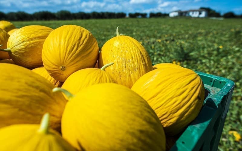 Moroccan Melons Fetch Premium Prices in EU Market, Outpacing Spanish Competitors