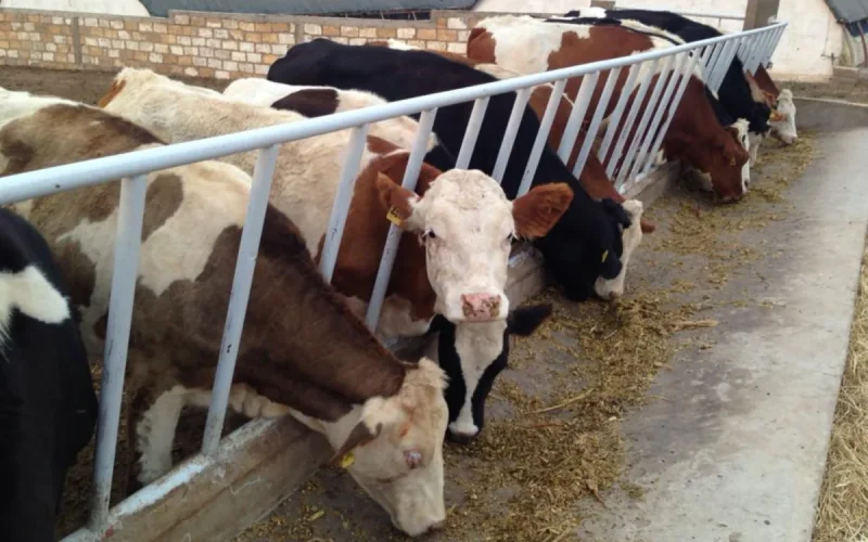 Moroccan milk on Spanish shelves? Anger rises among farmers
