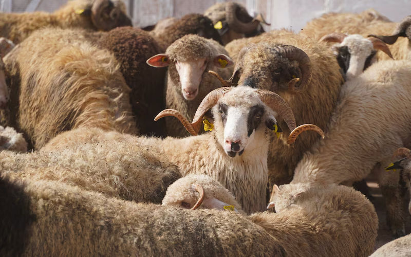 Moroccan Minister Slams Inflated Eid Sheep Prices Despite Government Subsidies
