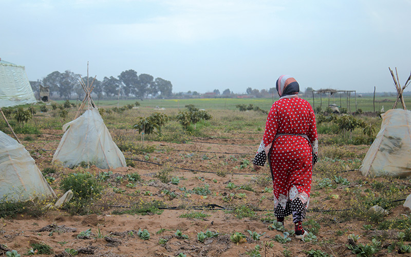 Moroccan Officials Accused of Land Fraud in Kénitra Province