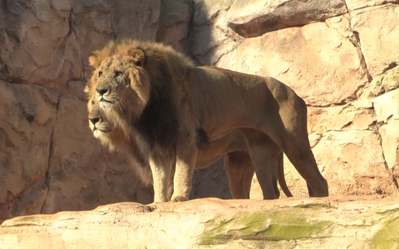 Moroccan Officials Debunk Rumors of Extinct Atlas Lion Sightings