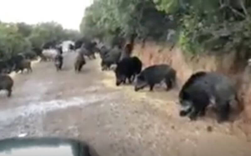 Moroccan Officials Debunk Viral Videos of Wild Boars in Cities, Confirm Foreign Origin