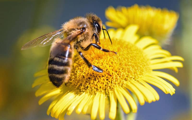 Moroccan Officials Rule Out Disease in Bee Population Decline Investigation