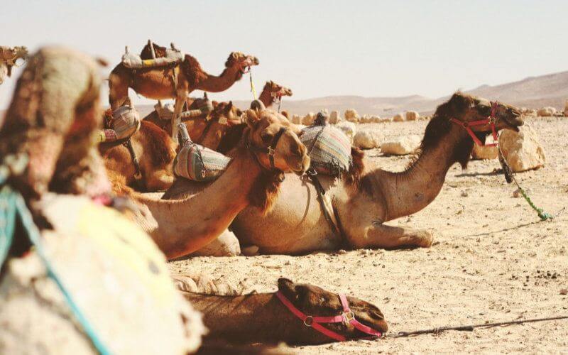 Moroccan Police Seize Over a Ton of Cannabis Smuggled on Camel Caravan