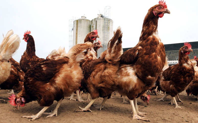 Moroccan Poultry Industry on Alert as Avian Flu Spreads in Europe