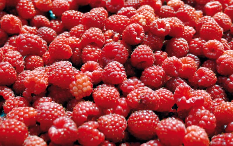 Moroccan Raspberry Production Surges, Outpacing Spanish Growers