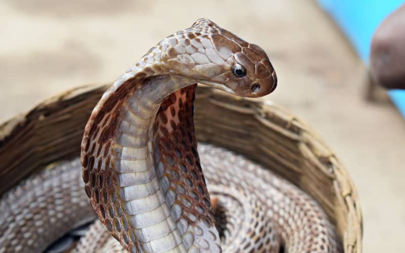 Moroccan Researcher Honored for Groundbreaking Snakebite Antivenom Work
