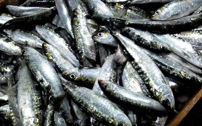 Moroccan Sardine Stocks in Crisis: Industry Calls for Fishing Quotas
