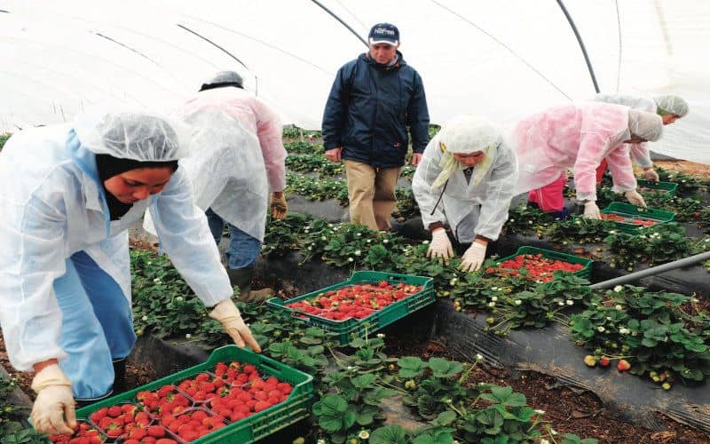 Moroccan Seasonal Workers Return to Spanish Farms Amid COVID-19 Restrictions