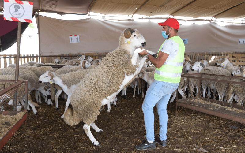 Moroccan 'Sheep Hotels' Thrive as Eid Al-Adha Approaches
