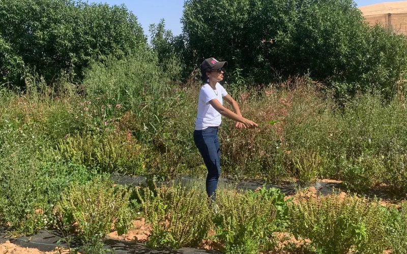 Moroccan Startup Transforms Desert into Sustainable Farmland