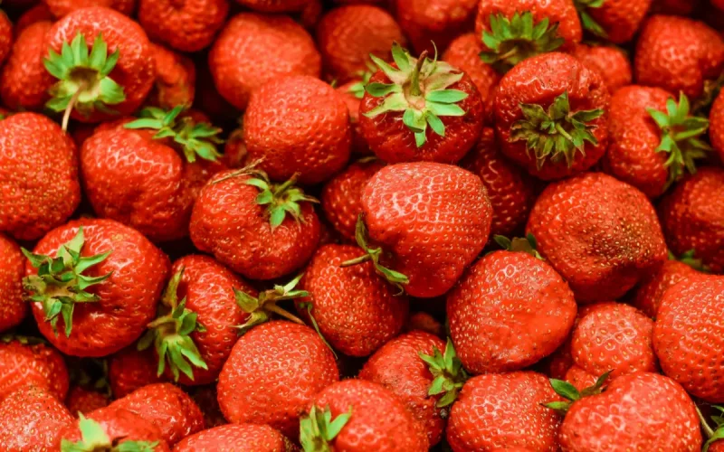 Moroccan strawberry exports collapse to historic low