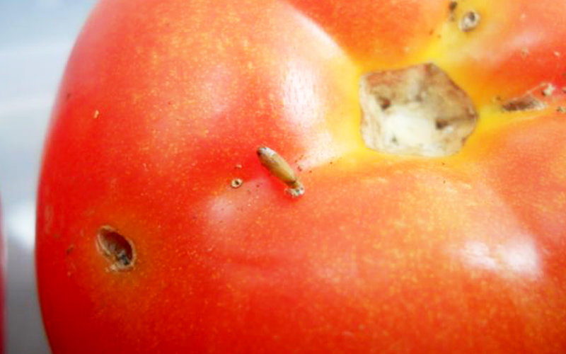 Moroccan Tomato Industry Battles Persistent "Tuta Absoluta" Pest Infestation