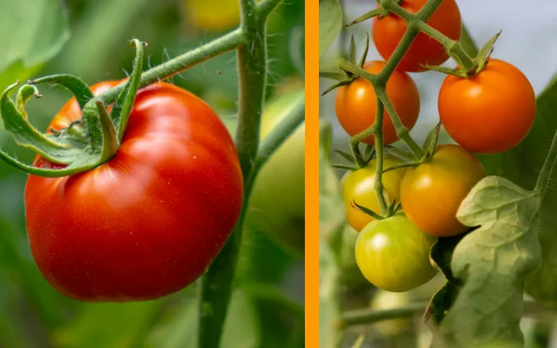Moroccan tomato production slumps, French producers seize the opportunity
