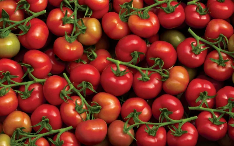 Moroccan tomatoes: France admits its dependence