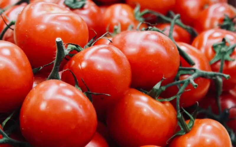Moroccan Tomatoes: The Kingdom Crushes the Competition with 70% of the European Market!