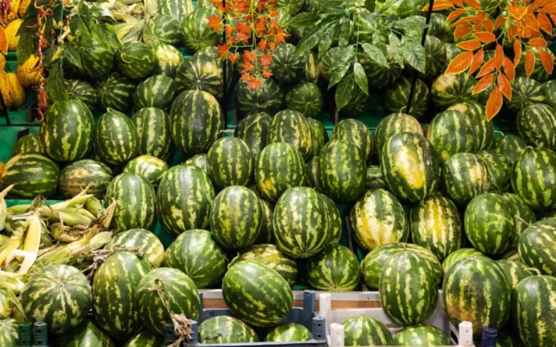 Moroccan watermelon accused of driving prices down to 24 cents in Spain