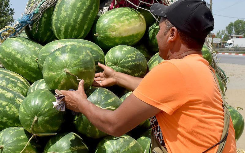 Moroccan Watermelon Prices Expected to Surge as Harvest Nears