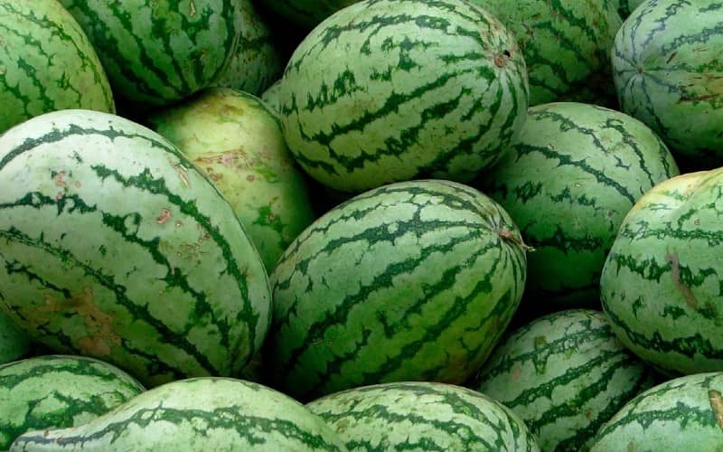 Moroccan Watermelon Sales Plummet Amid Social Media Quality Concerns
