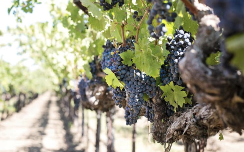 Moroccan Winemakers Battle Climate Change to Save Vineyards