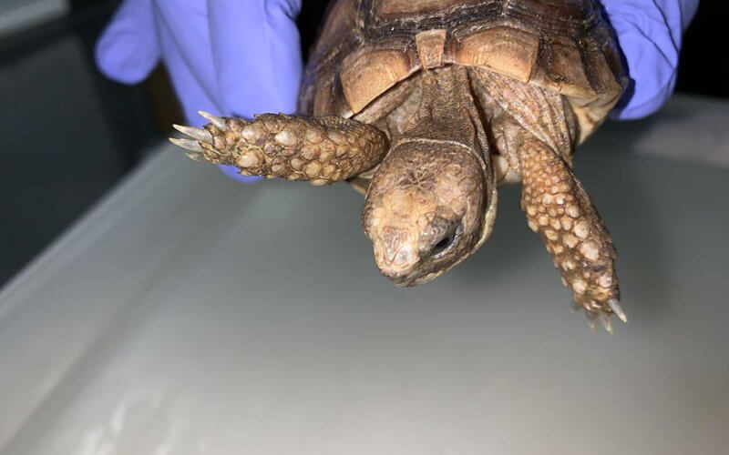 Moroccan Woman Fined $500 for Smuggling Endangered Tortoises at Swiss Airport