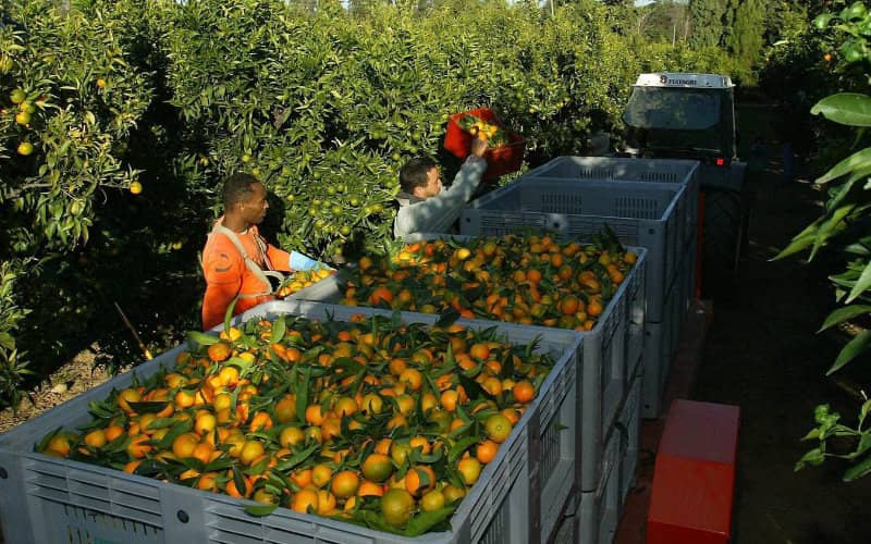 Moroccan Workers Save Corsican Clementine Harvest Amid Pandemic Challenges