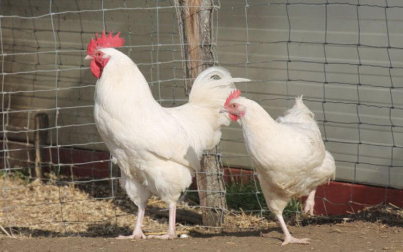 Moroccan Youths Face Decade in Prison for Chicken Theft, Despite Withdrawn Complaint