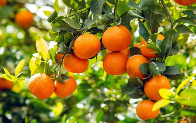 Morocco accused of "slowly killing" Spanish agriculture