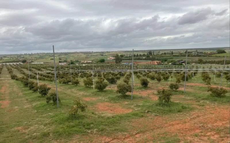 Morocco agriculture gains as Spain faces water crisis