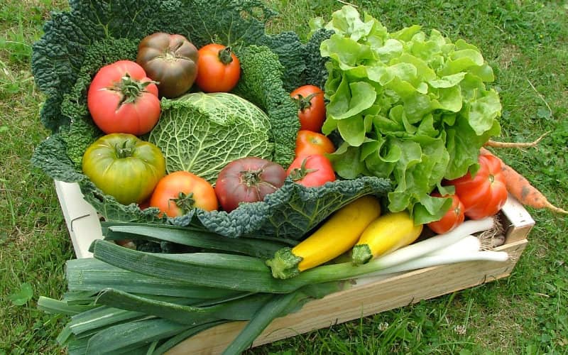 Morocco Aims to Boost Organic Agriculture Exports with New Development Plan