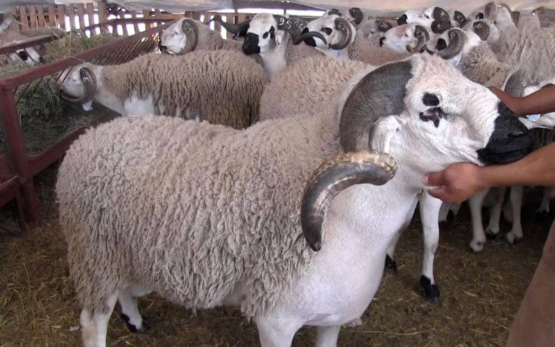 Morocco Announces Date for Eid al-Adha 2024 Celebration