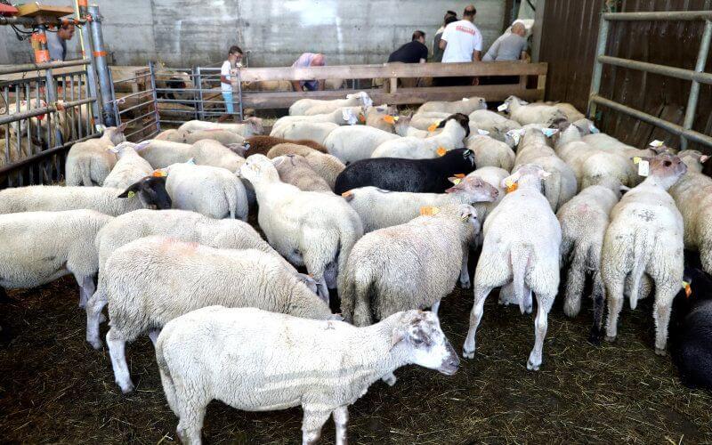 Morocco Announces Eid Al-Adha 2022 Date: July 10