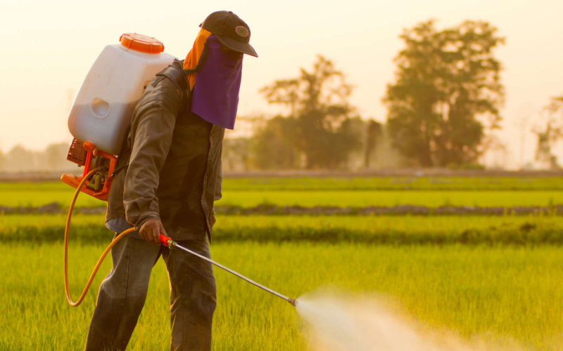 Morocco to Ban Harmful Pesticides Outlawed in Europe, Including Paraquat