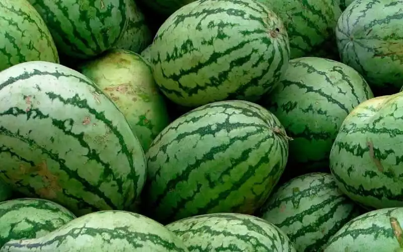 Morocco Bans Watermelon Farming in Drought-Stricken Region to Conserve Water
