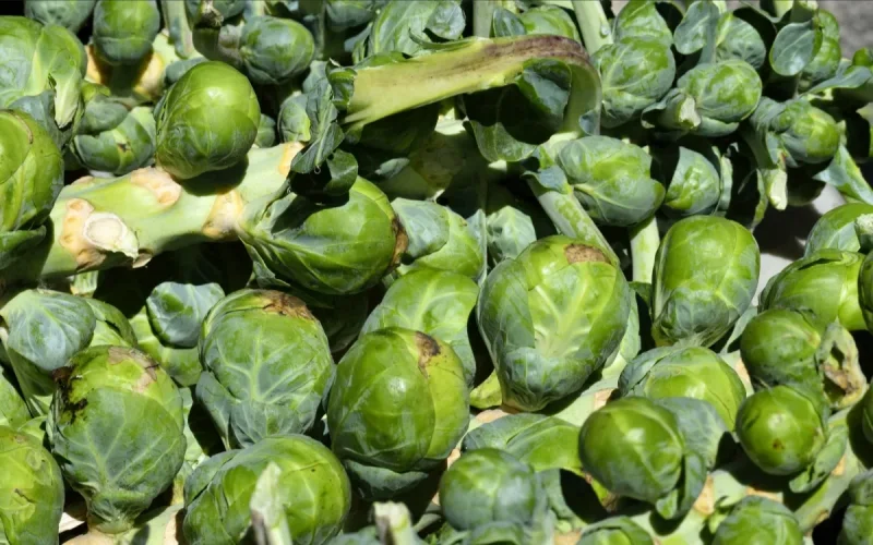 Morocco Becomes 3rd Brussels Sprout Exporter Worldwide