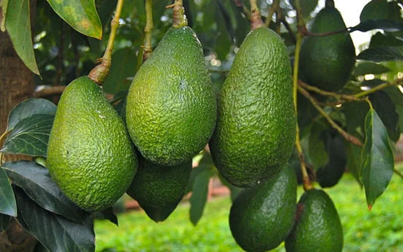 Morocco Becomes Africa's Top Avocado Exporter with 141 000 Tonnes