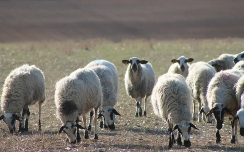 Morocco Boycotts Spain Sheep Exports, Algeria Wins Trade Deal