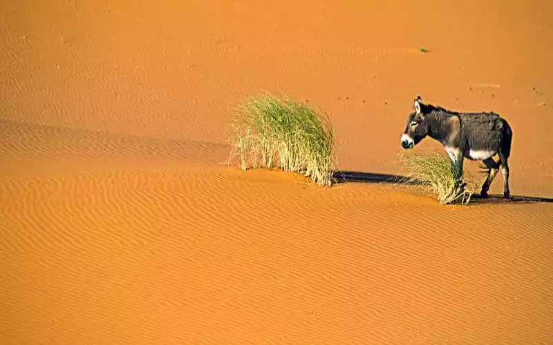 Morocco Braces for Extreme Heat Wave with Temperatures Soaring to 47°C (116°F)