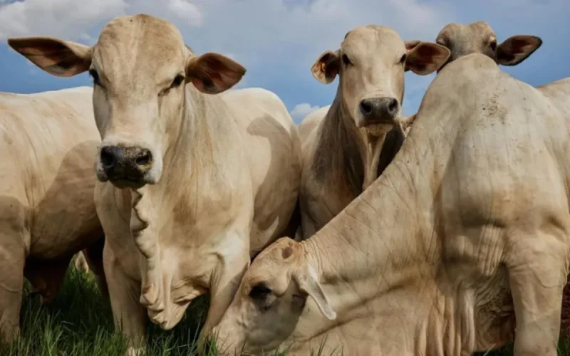 Morocco: Brazilian calves displace Spanish cows